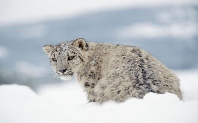 Why Do High-Altitude Snow Leopards Breathe Like Pussycats?