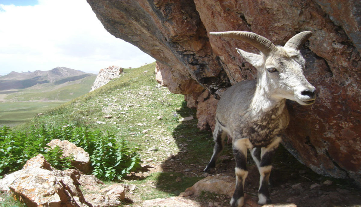 Kazakhstan Сontinues Further Actions to Protect Snow Leopards