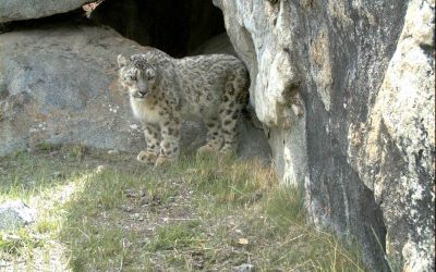 Lost, found and conserved– a snow leopard rescued by the community in Pakistan