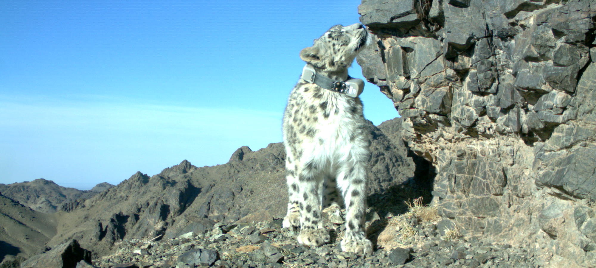 snow leopard paws