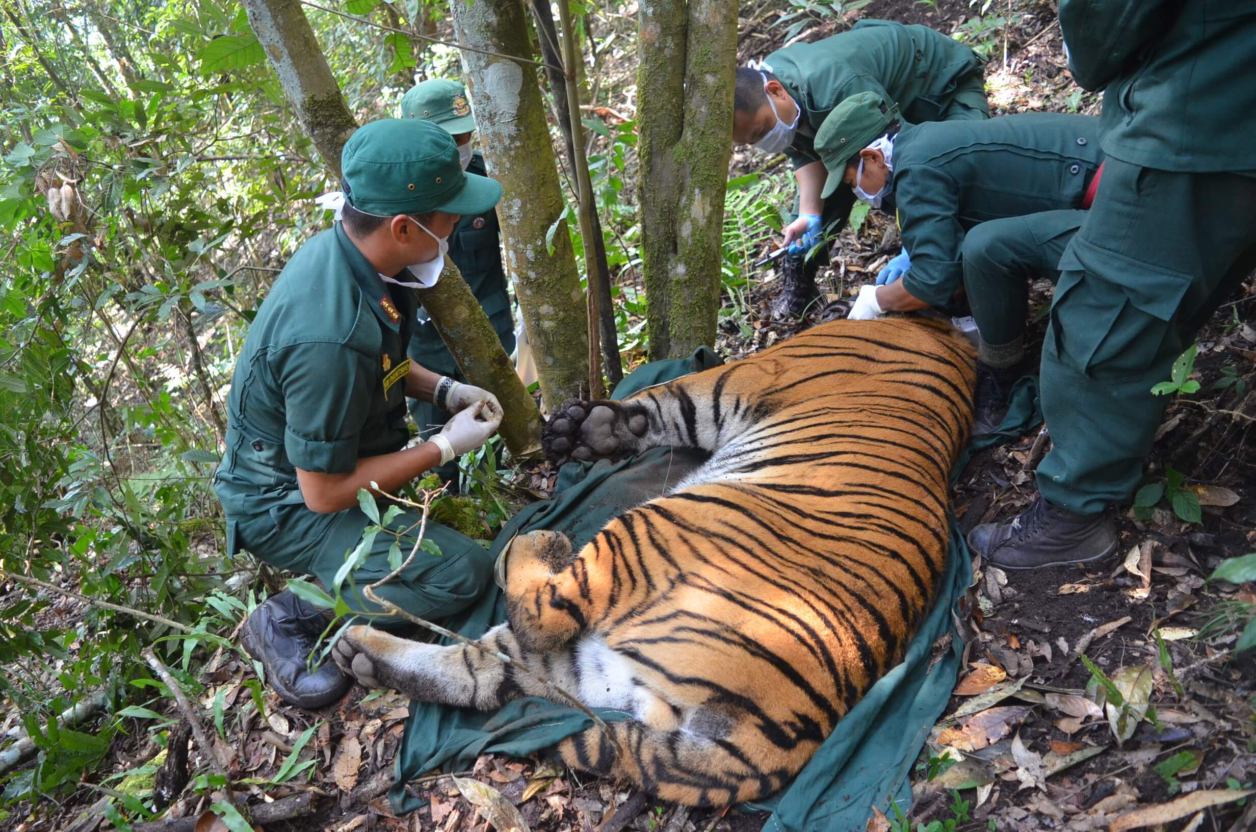 Royal Bengal Tiger - Vanishing Treasures