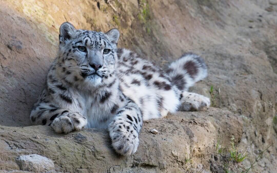 Transboundary cooperation for the snow leopard and its ecosystems conservation in Central Asia