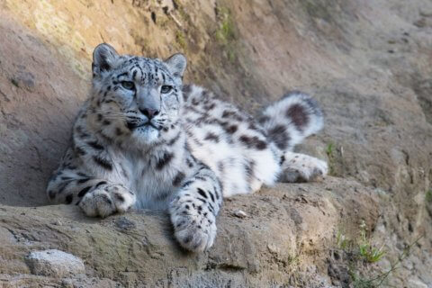 Transboundary cooperation for the snow leopard and its ecosystems ...