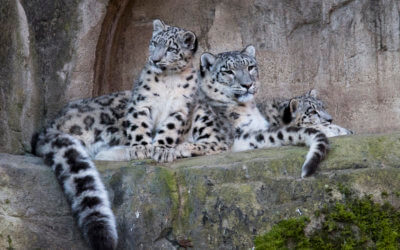 Kyrgyzstan Declares Snow Leopard As National Symbol