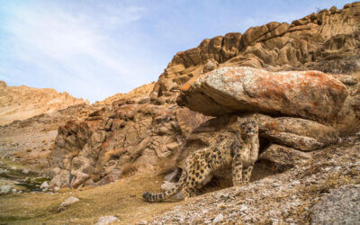 Designing infrastructure with snow leopards in mind