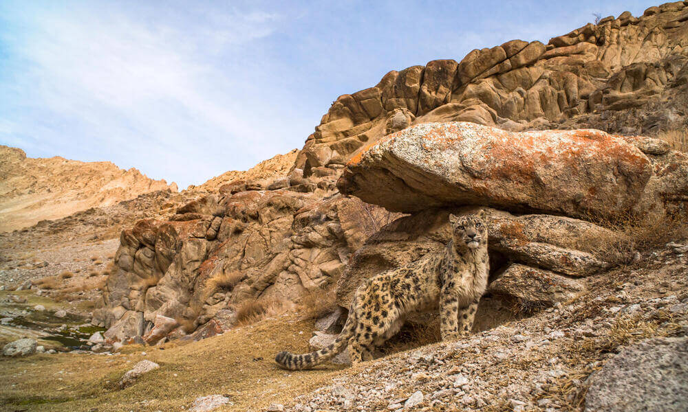 Designing infrastructure with snow leopards in mind