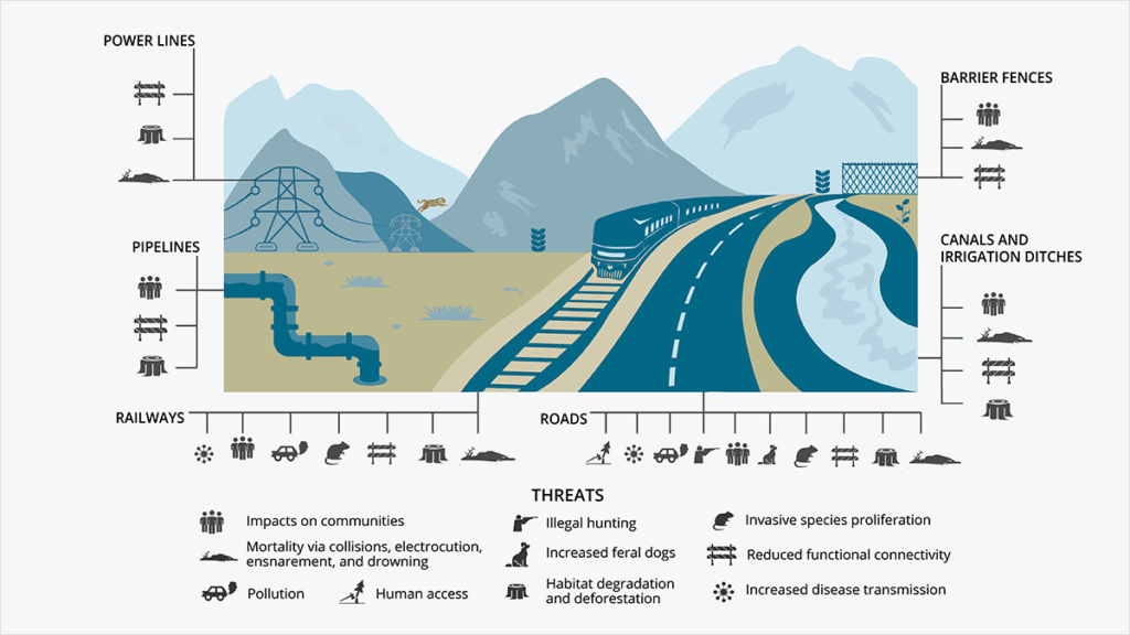 Impacts of the main forms of linear infrastructure found in snow leopard landscapes.